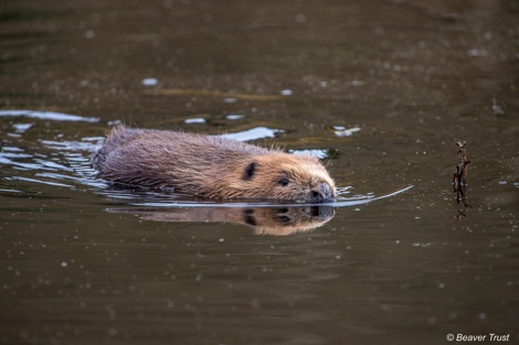 Beaver swimming at Argaty